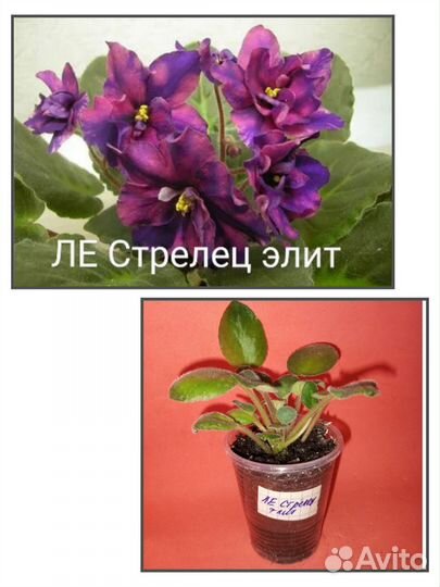 Детки фиалки