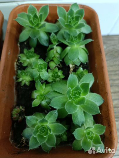 Суккуленты