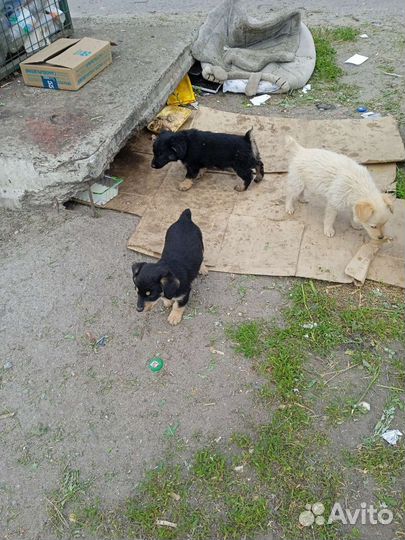 Щенок в добрые руки бесплатно
