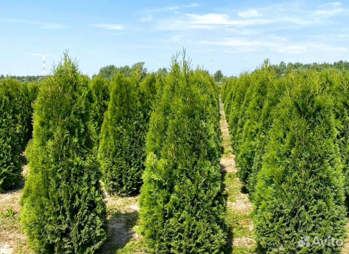 Туя (укорененные черенки)