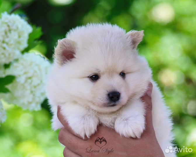 Помски той, мини