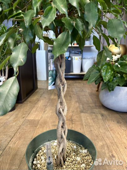Фикус Бенджамина 110 см