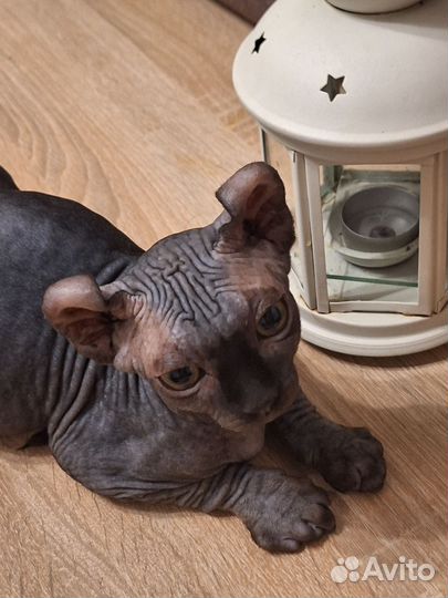 Эльф черный