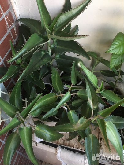 Каланхоэ лечебное Дегремона