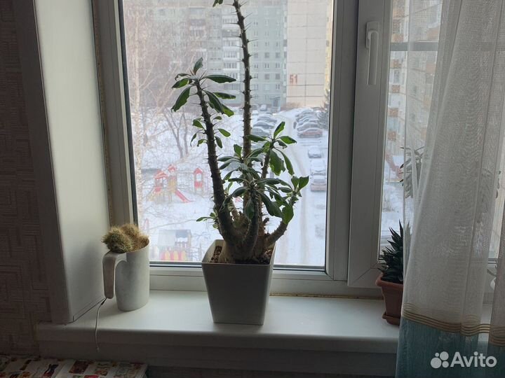 Пахиподиум