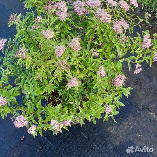 Спирея японская, серая Грефшейм