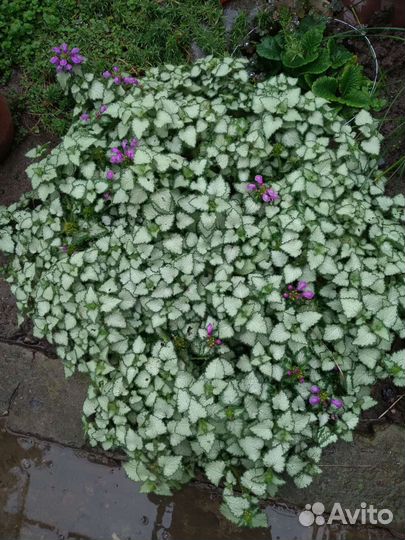 Почвопокровники