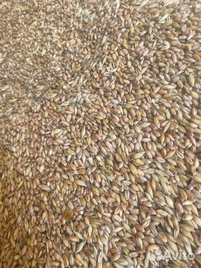 Пшеница,ячмень