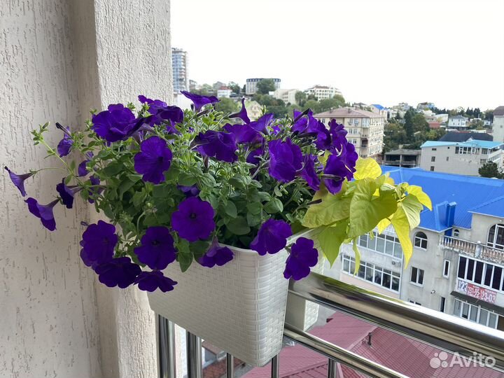 Питунии Ампельные и Вегетативные