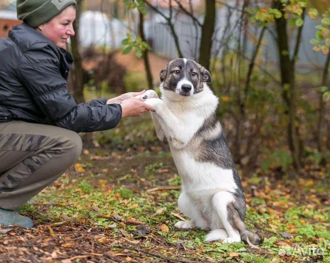 Собака в добрые руки