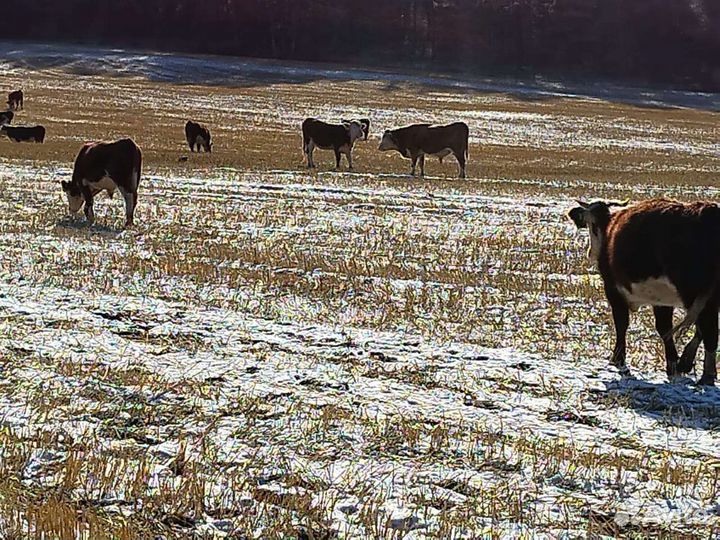 Телочки и бычки