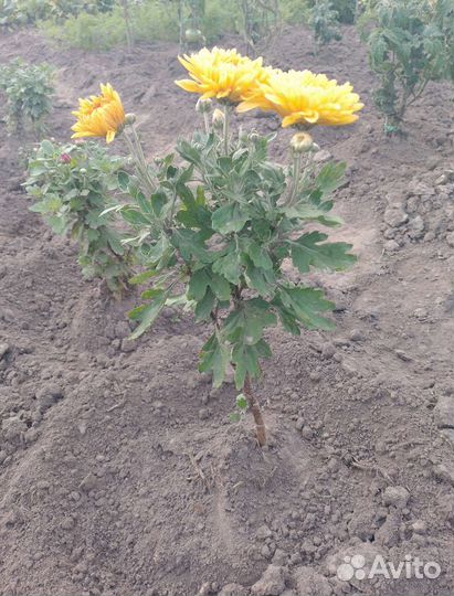 Хризантема