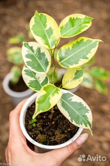 Фикус Бенджамина