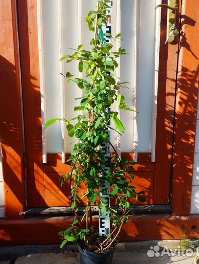 Жимолость плодовая