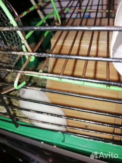 Хомяк джунгарский с клеткой