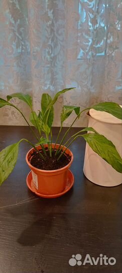 Цветок женское счастье