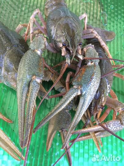 Раки большие Рыба живая