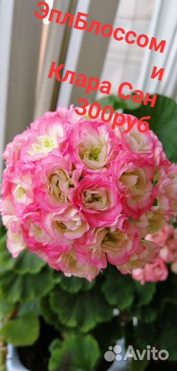 Пеларгония герань