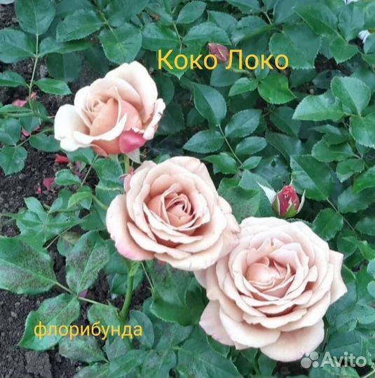 Саженцы роз