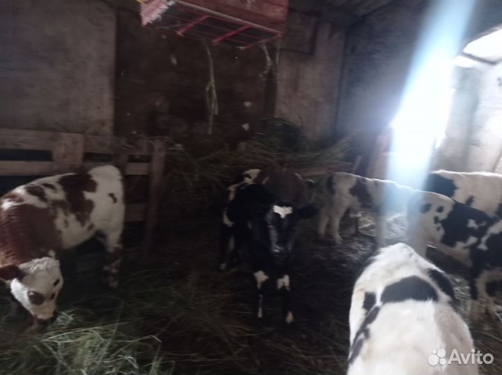 Телята, телки и бычки