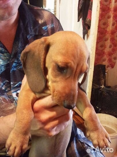 Щенки таксы