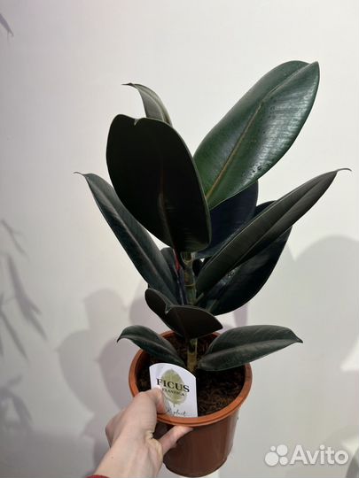 Фикус эластика (робуста, абиджан)
