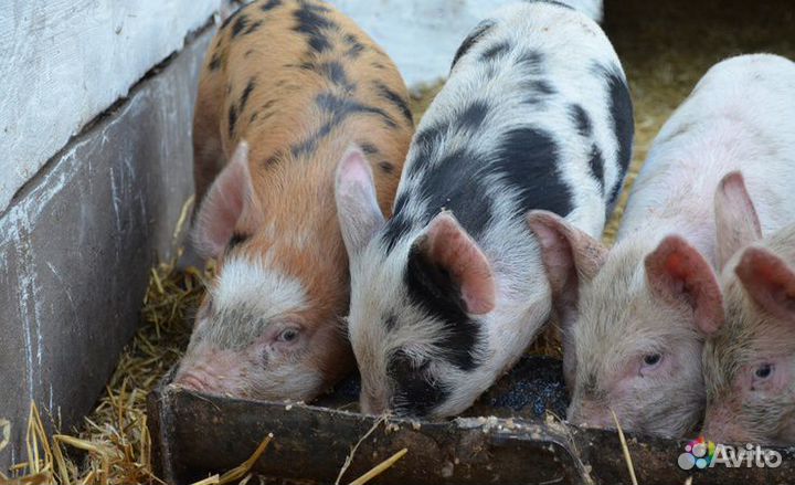 Поросята
