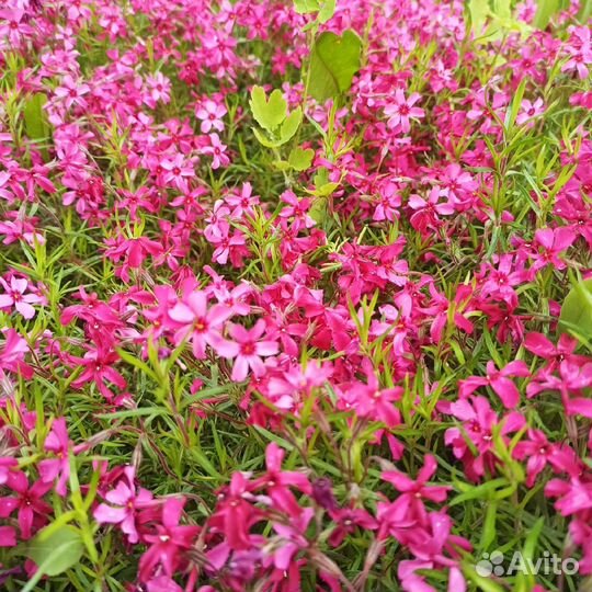 Флокс шиловидный