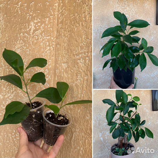 Часть 9.,Традесканция,Каллизия комнатные растения