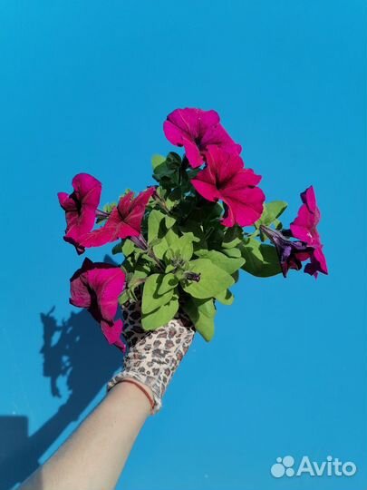 Рассада цветов