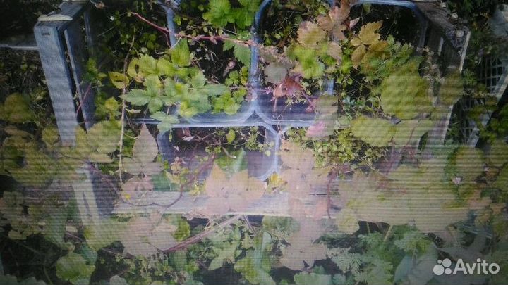 Продам саженцы малины 