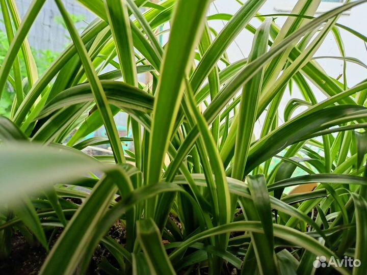 Хлорофитум,Бегония,Адиантум,Хоста Спатифиллум