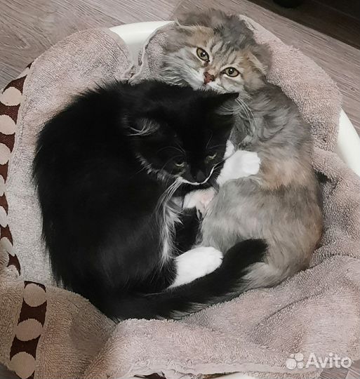 Котята