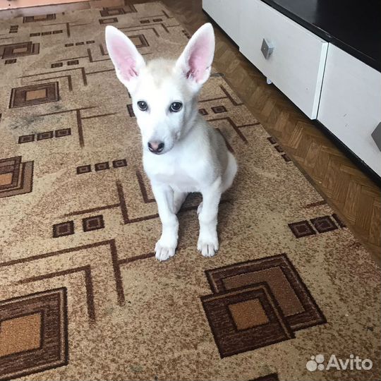 Щенок в добрые руки