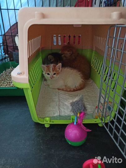 Котята в добрые руки 1,5 мес