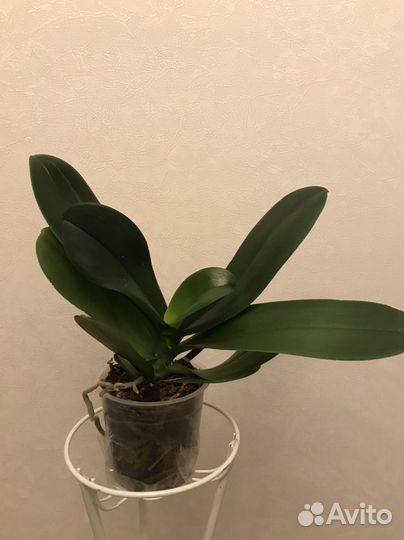 Орхидея фаленопсис