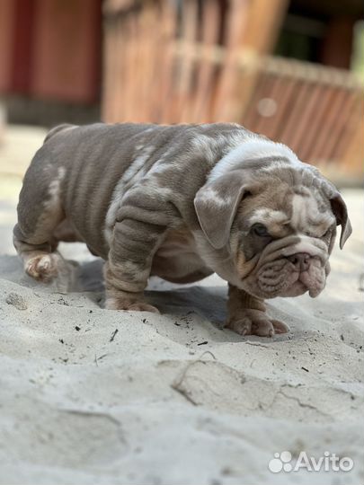 Английский бульдог