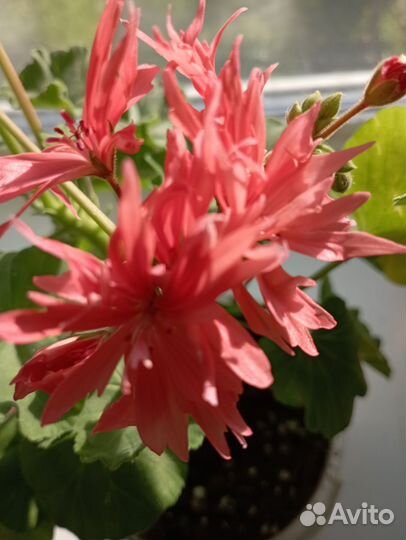 Пеларгонии