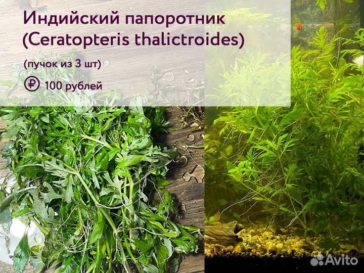 Живые аквариумные растения