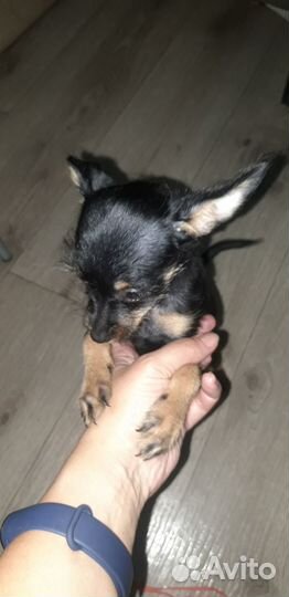 Той-терьер щенки