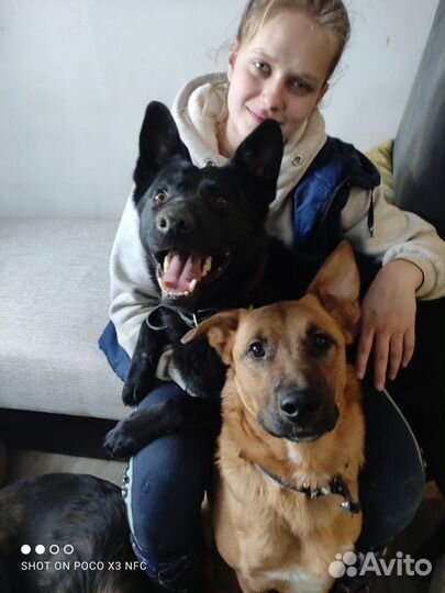 Сириус - черный пёс, собака в добрые руки