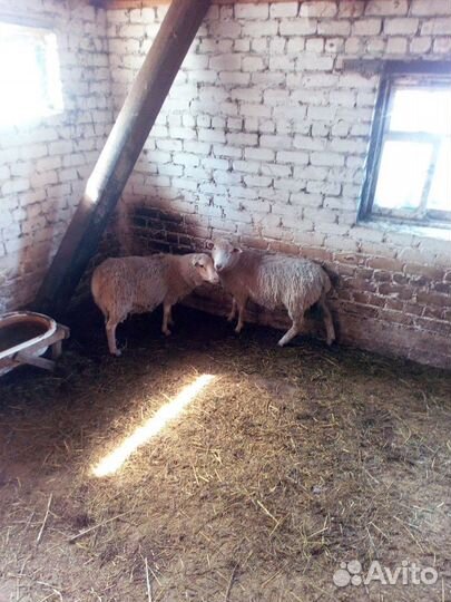 Продам бараны пароды Куйбышевский