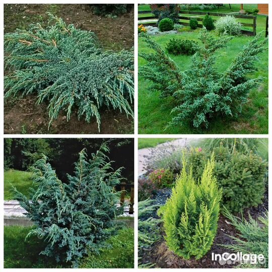 Уличные растения