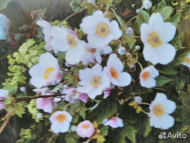 Многолетники