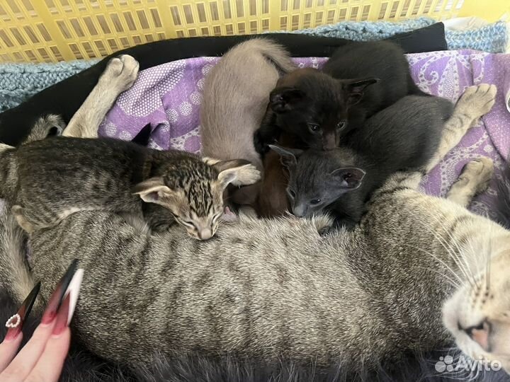 Ориентальные котята