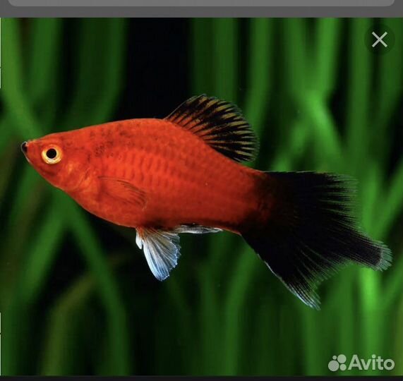 Аквариумные рыбки пецилии