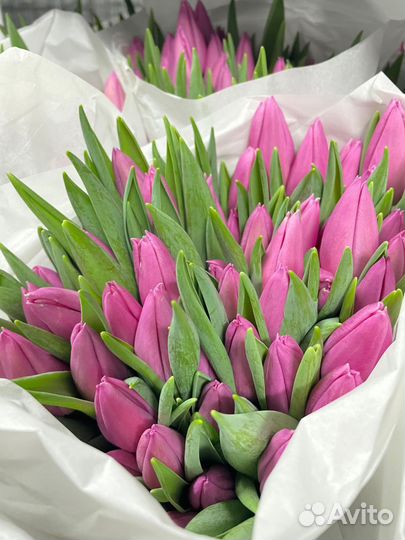 Тюльпаны к 8 марта оптом