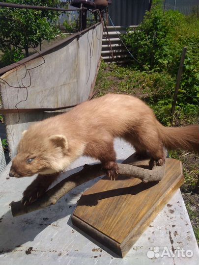 Чучело куницы