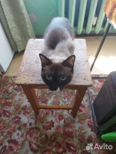 Котейке нужен дом