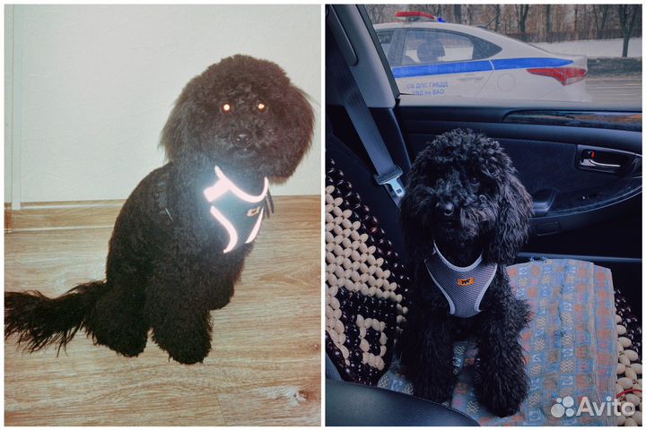 Пудель вязка